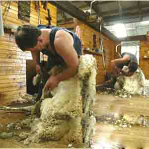 如何找到最新薅羊毛赚钱活动 如何找到最新薅羊毛赚钱活动